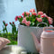 Plant in a Box - Tulipa Queensland - Bloembollen x15 - Tulp - Roze Wit - Tulpen uit Holland