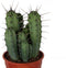 Myrtillocactus gemetrizans ↨ 50cm - hoge kwaliteit planten