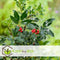 Plant in a Box - Ilex Alaska - Set van 2 - Groenblijvende tuinplant - kleur uw herfst- en wintertuin - Pot 17cm - Hoogte 25-35cm
