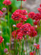 Engels Gras (Armeria) 'Ballerina Red' | 1 stuk | Rotsplant | plant voor rotstuin | alpine plant | 11x11 cm Kwekerspot | Rood