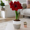 Plant in a Box - Amaryllis - Set van 2 - Hippeastrum - Bloembollen - Donkerrode bloemen