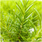 Plants by Frank | Geurende Rozemarijn struik | 15 cm Ø | 40-50 cm ↨ | Rozemarijn plant | Winterharde Tuinplant | Geurhaag | planten | Rosmarinus officinalis
