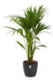 Choice of Green - Kentiapalm met pot - Hoogte 80 - Diameter pot 19