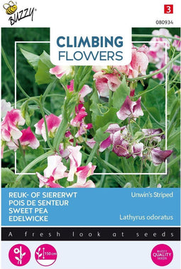 3 stuks Flowering climbers lathyrus unwin's stripedBuzzy