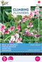 3 stuks Flowering climbers lathyrus unwin's stripedBuzzy