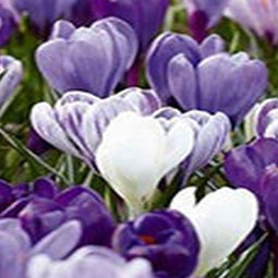2 stuks - JUB - Crocus blauw/wit 40 bollen