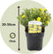 Plant in a Box - Set van 3 Potentilla Five Finger Struik - Pot 17cm - Hoogte 20-30cm - Potentilla fruticosa 'Abbotswood', 'Kobold', 'Red Ace'