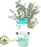 Plant in a Box -Eucalyptus Pulverulenta - Eucalyptus struik - Tuinplant - Pot 17cm - Hoogte 40-45cm