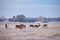 Customize it - Tuinschilderij herten in snw 130x70