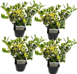 Plant in a Box - Ilex Golden King - Set van 4 - Groenblijvende tuinplant - kleur uw herfst- en wintertuin - Pot 17cm - Hoogte 25-35cm