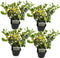 Plant in a Box - Ilex Golden King - Set van 4 - Groenblijvende tuinplant - kleur uw herfst- en wintertuin - Pot 17cm - Hoogte 25-35cm