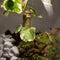 Forest - Terrarium met led - 30cm