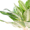 Aglaonema Key Lime ↨ 70cm - hoge kwaliteit planten