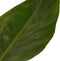 Philodendron Imperial Green Feel Green met Elho B.for soft antracite ↨ 45cm - hoge kwaliteit planten