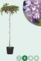 Blauwe regen als dakboom 180 cm stamhoogte | Wisteria sinensis 6-10 cm 180 cm| Bomenbezorgd.nl