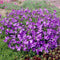 Campanula poscharskyana | 1 stuk | Bodembedekker | vermijd onkruid | grondbedekker | 11x11 cm Kwekerspot | Paars