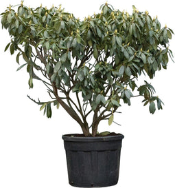Rhododendron Roseum elegans | Rhododendron 'Roseum elegans' | Bomenbezorgd.nl