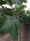 Paardenkastanje Aesculus hippocastanum h 350 cm st. omtrek 12 cm
