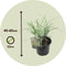 Plant in a Box - Miscanthus Gracilimus - Winterhard Siergras - Pot 23cm - Hoogte 40-60cm