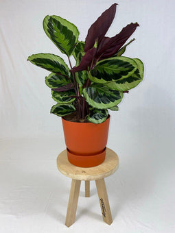 Goed & Groen - Calathea Medaillon met ElhoGreenville 30 bruin - ↨ 80cm - Potmaat 27 - Exclusieve Kwaliteit Planten - Kamer Plant - Kamerplanten - Sfeer - Interieur