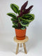 Goed & Groen - Calathea Medaillon met ElhoGreenville 30 bruin - ↨ 80cm - Potmaat 27 - Exclusieve Kwaliteit Planten - Kamer Plant - Kamerplanten - Sfeer - Interieur