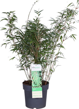‘Fargesia Rufa’ (Bamboe) ↨ 80cm - hoge kwaliteit planten