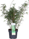 ‘Fargesia Rufa’ (Bamboe) ↨ 80cm - hoge kwaliteit planten