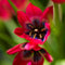 Plant in a Box - Tulipa Little Beauty - Bloembollen x40 - Tulpen - Rood - blauw-wit hart -Meerjarig
