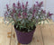 Hebe groenblijvend vaste plant met rood blad