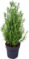 Plants by Frank | Geurende Rozemarijn struik | 15 cm Ø | 40-50 cm ↨ | Rozemarijn plant | Winterharde Tuinplant | Geurhaag | planten | Rosmarinus officinalis