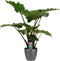 Decorum Alocasia Portodora - Elho brussels antracite – ↨ 80cm – ⌀ 21cm