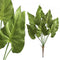PTMD leaves plant groen caladium blad struik