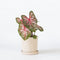 Plant in a Box - Caladium Carolyn Whorton - Tropische kamerplant - Pot 13cm - Hoogte 25-40cm