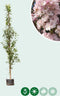Japanse zuil sierkers | Prunus serr. 'Amanogawa' 20-40 cm| Bomenbezorgd.nl