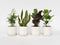 Plant in a Box - Oersterke Kamerplanten Mix - Set van 4 - Kamerplant - Easy care planten - Pot 12cm - Hoogte 25-40cm