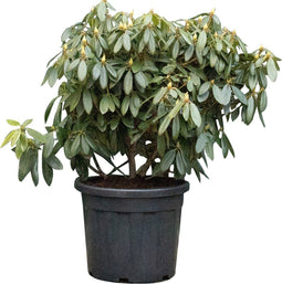 Rhododendron Catawbiense boursault | Rhododendron 'Catawbiense boursault' | Bomenbezorgd.nl