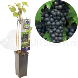 Vitis vinifera Regent