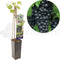 Vitis vinifera Regent