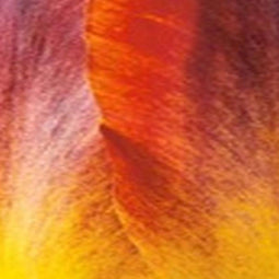 JUB - Tulipa Amberglow