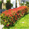 1 Meter Haag - Set van 6 Photinia fraseri 'Little Red Robin' - 25 cm hoog