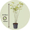 Japanse Esdoorn - Set van 4 - Acer 'Orange Dream' - Hoogte 25-40cm - ⌀10,5cm - Acer palm. Orange Dream P10,5 x4