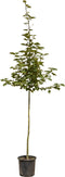 Chinese esdoorn | Acer davidii 6-10 cm | Bomenbezorgd.nl