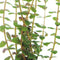 Aquadistri - Ap-rotala rotundifolia 5 cm pot