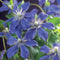 3 stuks - Van der starre - Klimplant Clematis Arabella 75 cm
