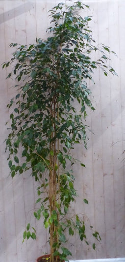 Kamerplant Ficus donkergroen 200 cm