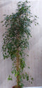 Kamerplant Ficus donkergroen 200 cm