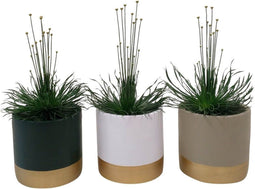 Syngonanthus chrysanthus 'Mikado' in Geneve keramiek - Set van 3 - Stolk Brothers - Groene plant- Hoogte 25 cm