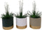 Syngonanthus chrysanthus 'Mikado' in Geneve keramiek - Set van 3 - Stolk Brothers - Groene plant- Hoogte 25 cm