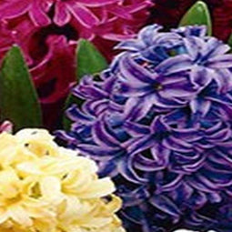 2 stuks - JUB - Hyacint mix 8 bollen