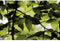 Grothe 43400 Complete set voor Draadloze deurbel